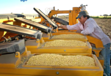 La nueva ley de semillas no va a lograr que tengamos mejores rindes La nueva ley de semillas no va a lograr que tengamos mejores rindes