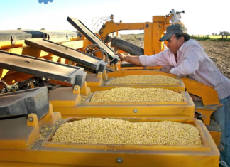 La nueva ley de semillas no va a lograr que tengamos mejores rindes La nueva ley de semillas no va a lograr que tengamos mejores rindes