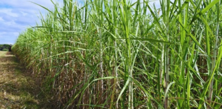 Optimismo de UCIT para la zafra, pero hay cautela por el costo del gasoil Optimismo de UCIT para la zafra, pero hay cautela por el costo del gasoil