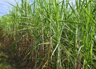 Optimismo de UCIT para la zafra, pero hay cautela por el costo del gasoil Optimismo de UCIT para la zafra, pero hay cautela por el costo del gasoil