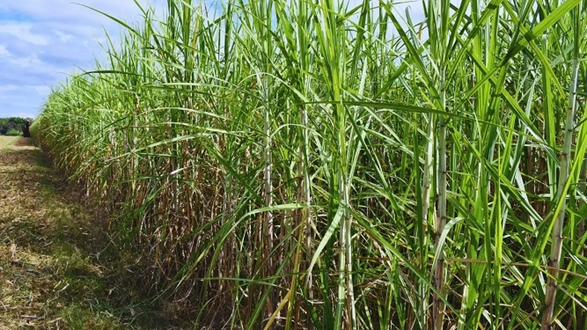 Optimismo de UCIT para la zafra, pero hay cautela por Optimismo de UCIT para la zafra, pero hay cautela por el costo del gasoil