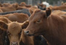 La faena vacuna cae al nivel más bajo en décadas y el consumo de carne sigue en descenso La faena vacuna cae al nivel más bajo en décadas y el consumo de carne sigue en descenso