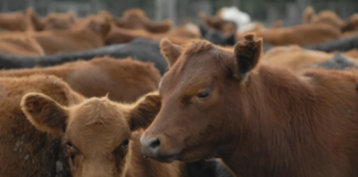 La faena vacuna cae al nivel más bajo en décadas y el consumo de carne sigue en descenso La faena vacuna cae al nivel más bajo en décadas y el consumo de carne sigue en descenso
