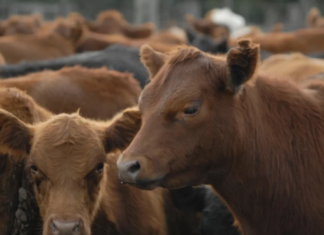 La faena vacuna cae al nivel más bajo en décadas y el consumo de carne sigue en descenso La faena vacuna cae al nivel más bajo en décadas y el consumo de carne sigue en descenso