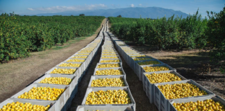 Las exportaciones de Tucumán crecieron un 17% en la última década Las exportaciones de Tucumán crecieron un 17% en la última década