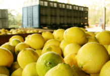 ¿Cuáles son las estimaciones de producción de limón en el NOA? ¿Cuáles son las estimaciones de producción de limón en el NOA?