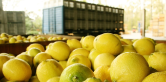 ¿Cuáles son las estimaciones de producción de limón en el NOA? ¿Cuáles son las estimaciones de producción de limón en el NOA?