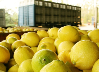 ¿Cuáles son las estimaciones de producción de limón en el NOA? ¿Cuáles son las estimaciones de producción de limón en el NOA?