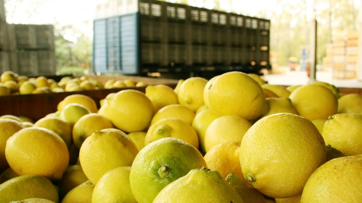 ¿Cuáles son las estimaciones de producción de limón en el ¿Cuáles son las estimaciones de producción de limón en el NOA?