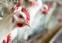 📉🐔 Crisis en el consumo: una nueva avícola frenará su producción y crece la preocupación laboral