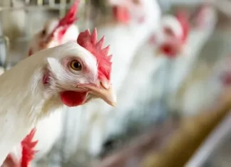 📉🐔 Crisis en el consumo: una nueva avícola frenará su producción y crece la preocupación laboral