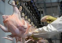 El pollo ya supera a la carne vacuna en consumo El pollo ya supera a la carne vacuna en consumo