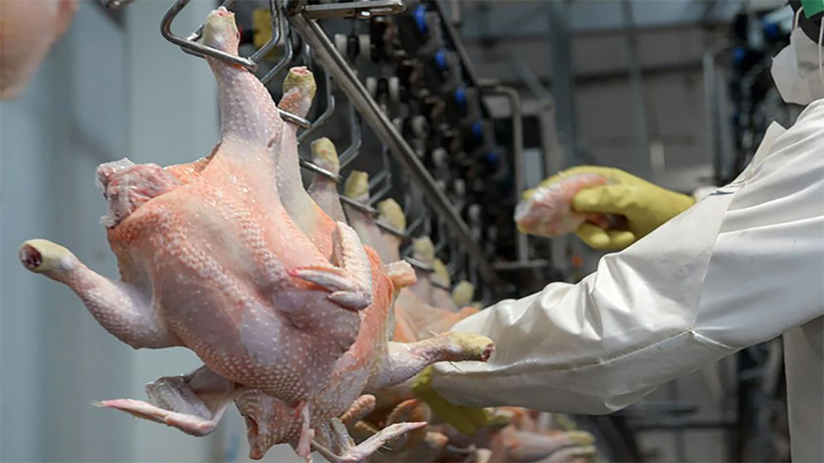 El pollo ya supera a la carne vacuna en consumo El pollo ya supera a la carne vacuna en consumo