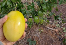 Producción de maracuyá en Tucumán: Hemos logrado buenos rendimientos Producción de maracuyá en Tucumán: Hemos logrado buenos rendimientos