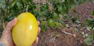 Producción de maracuyá en Tucumán: Hemos logrado buenos rendimientos Producción de maracuyá en Tucumán: Hemos logrado buenos rendimientos