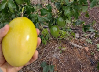 Producción de maracuyá en Tucumán: Hemos logrado buenos rendimientos Producción de maracuyá en Tucumán: Hemos logrado buenos rendimientos