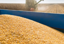 El aumento de costos dificulta la producción de maíz. El aumento de costos dificulta la producción de maíz.