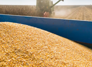 El aumento de costos dificulta la producción de maíz. El aumento de costos dificulta la producción de maíz.