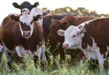 La exportación de carnes alcanzó su máximo nivel en una década La exportación de carnes alcanzó su máximo nivel en una década