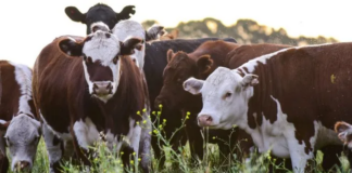 La exportación de carnes alcanzó su máximo nivel en una década La exportación de carnes alcanzó su máximo nivel en una década