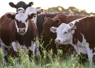 La exportación de carnes alcanzó su máximo nivel en una década La exportación de carnes alcanzó su máximo nivel en una década