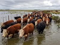 Más de 900 mil vacas en riesgo por la crecida de ríos en Santa Fe y el Litoral